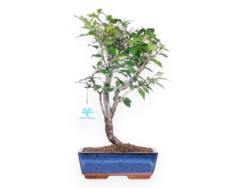 Bonsaï de Prunus de 37 cm | Pot rectangulaire bleu
