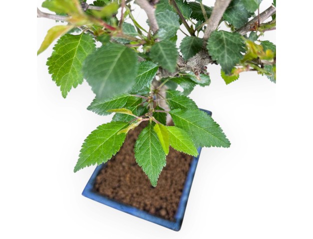 Bonsaï de Prunus de 37 cm | Pot rectangulaire bleu 2