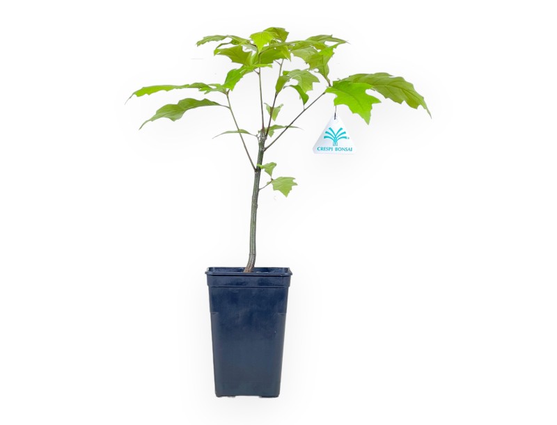 Werkplant van Quercus van 39 cm | Plastic pot