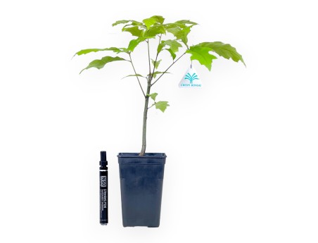 Werkplant van Quercus van 39 cm | Plastic pot