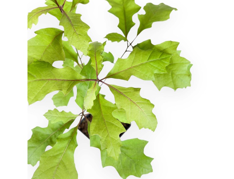 Plante à travailler de Quercus de 39 cm | Pot en plastique