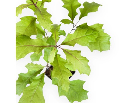 Planta para trabajar de Quercus de 39 cm | Maceta de plástico