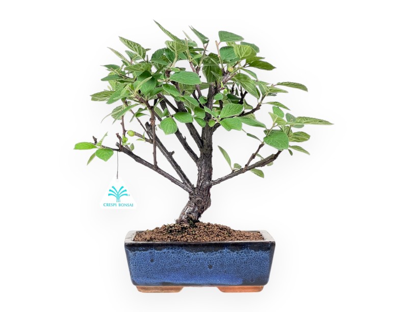 Bonsai of Nanking cherry of 33 cm | Blue rectangular pot