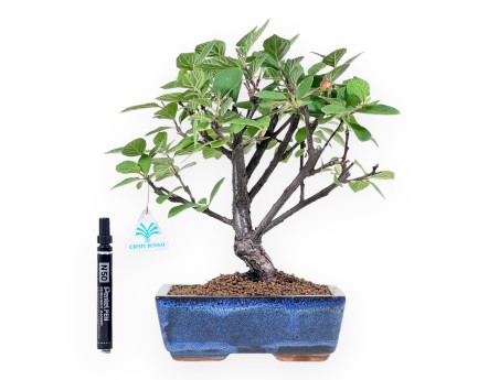 Bonsaï de cerisier de Nankin de 33 cm | Pot rectangulaire bleu