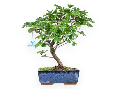 Morus bonsai 35 cm | Maceta rectangular azul