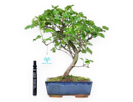 Bonsai of Morus of 35 cm | Rectangular blue pot