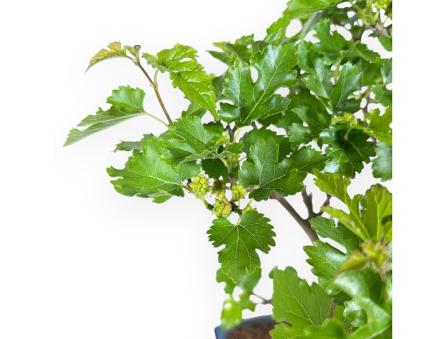 Morus bonsai 35 cm | Maceta rectangular azul 2