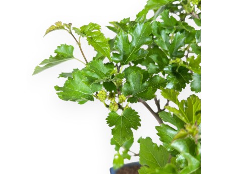 Morus bonsai 35 cm | Rechthoekige blauw pot