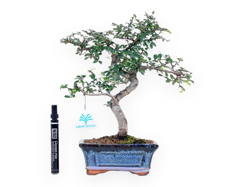 Bonsai van Zelkova nire van 32 cm | Rechthoekig blauw pot