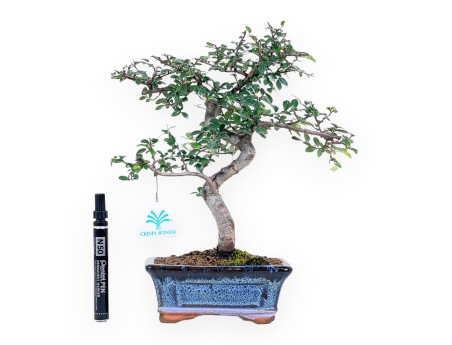 Bonsai von Zelkova nire von 32 cm | Rechteckiger blau Topf