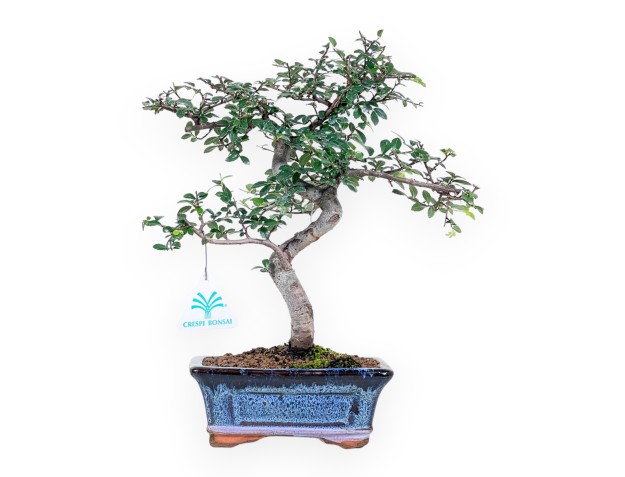 Bonsai di Zelkova nire da 32 cm | Vaso rettangolare blu
