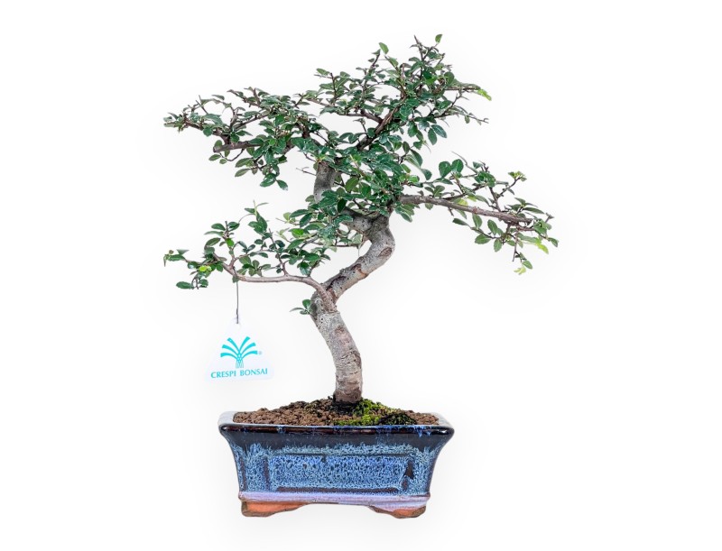 Bonsai van Zelkova nire van 32 cm | Rechthoekig blauw pot