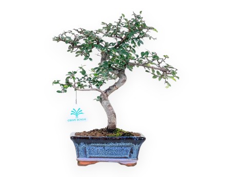 Bonsai von Zelkova nire von 32 cm | Rechteckiger blau Topf