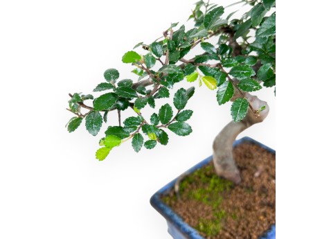 Bonsai of Zelkova nire of 32 cm | Rectangular blue pot