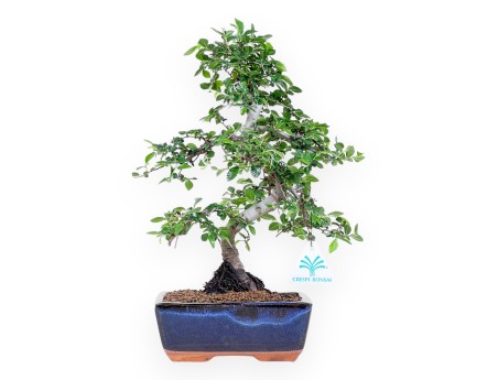Bonsai van Zelkova nire van 34 cm | Rechthoekig blauw pot