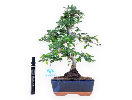 Bonsai van Zelkova nire van 34 cm | Rechthoekig blauw pot