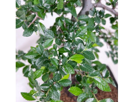 Bonsai van Zelkova nire van 34 cm | Rechthoekig blauw pot