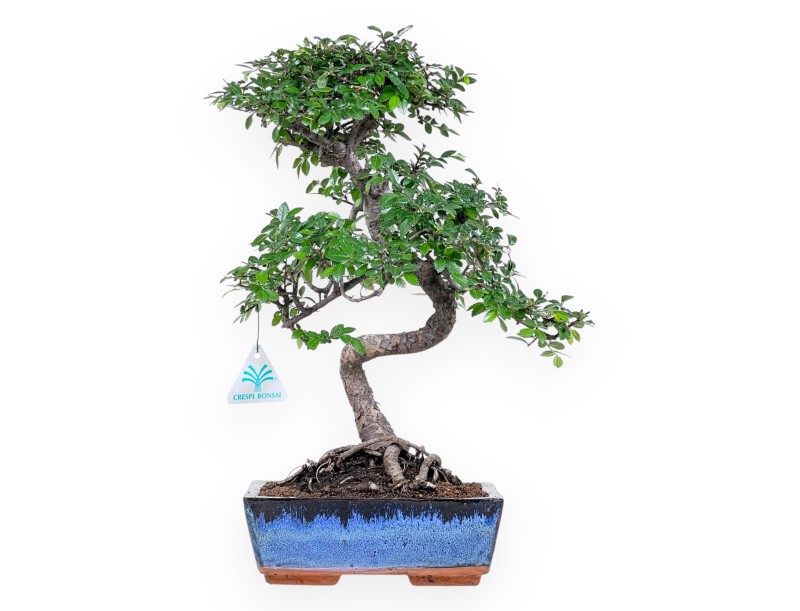 Bonsai von Zelkova nire von 40 cm | Rechteckiger blau Topf
