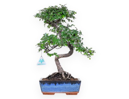 Bonsai van Zelkova nire van 40 cm | Rechthoekig blauw pot