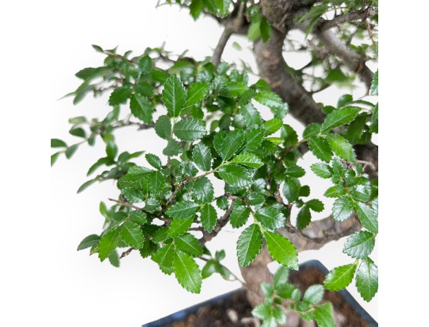Bonsai di Zelkova nire da 40 cm | Vaso rettangolare blu 2