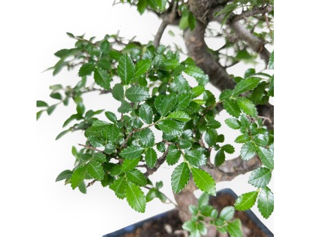 Bonsai van Zelkova nire van 40 cm | Rechthoekig blauw pot