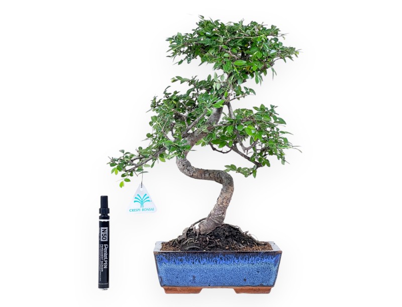 Bonsai di Zelkova nire da 40 cm | Vaso rettangolare blu