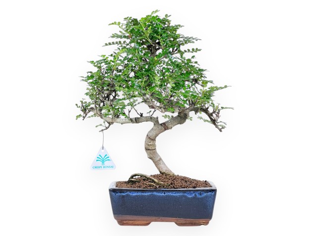 Bonsai di albero del pepe da 37 cm | Vaso rettangolare blu