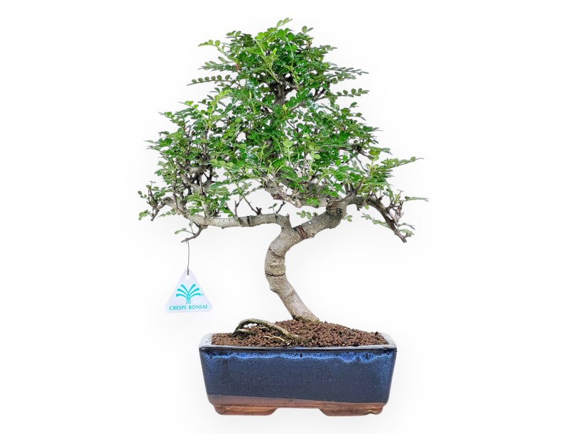 Bonsai di albero del pepe da 37 cm | Vaso rettangolare blu