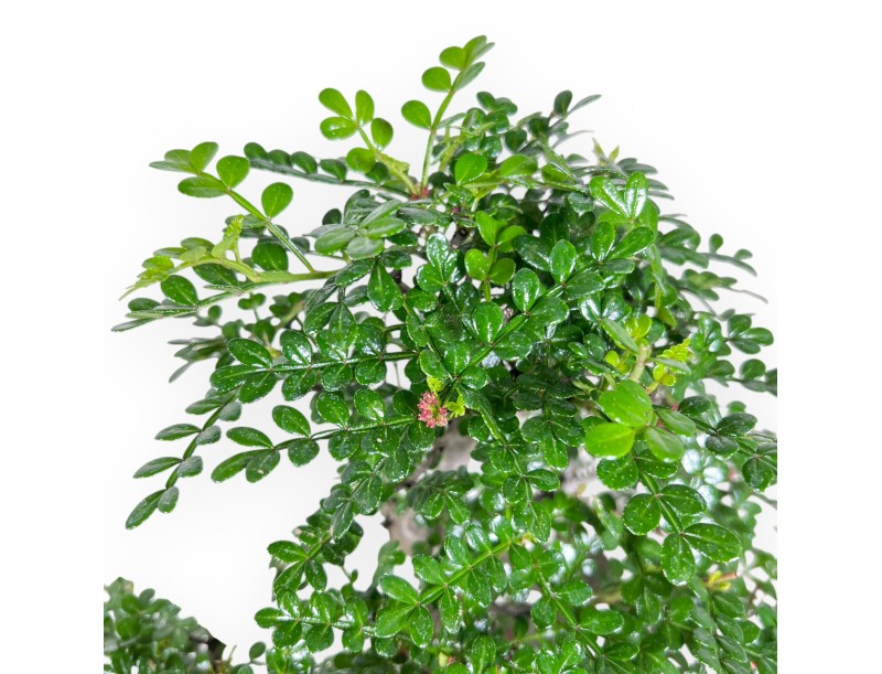 Bonsia van Peperboom van 37 cm | Rechthoekig blauw pot