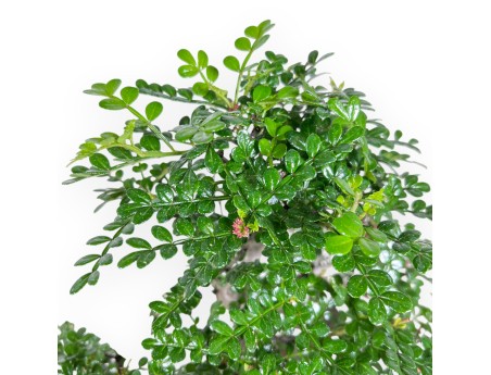 Bonsai von Pfefferbaum von 37 cm | Rechteckiger blauer Topf