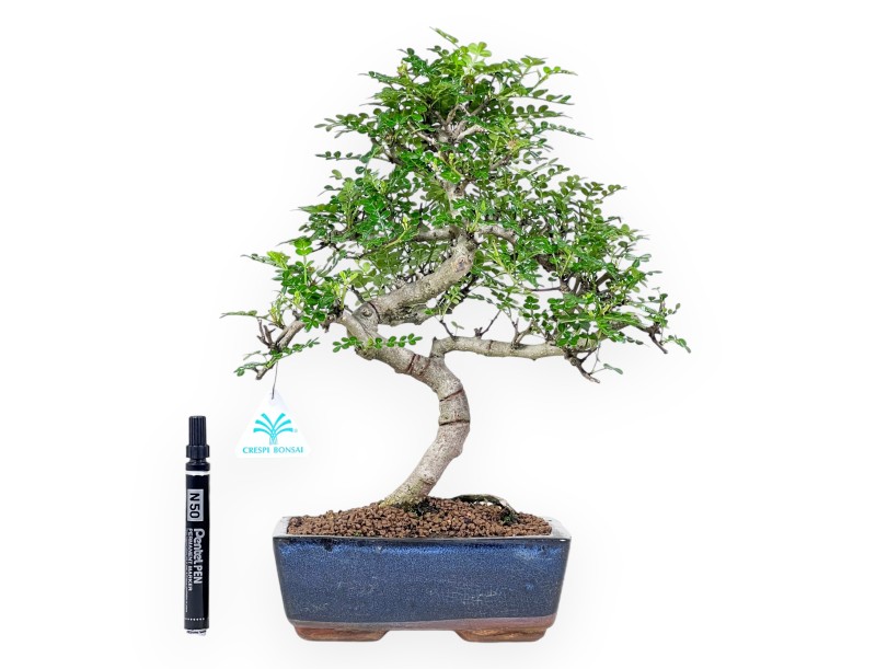 Bonsai di albero del pepe da 37 cm | Vaso rettangolare blu