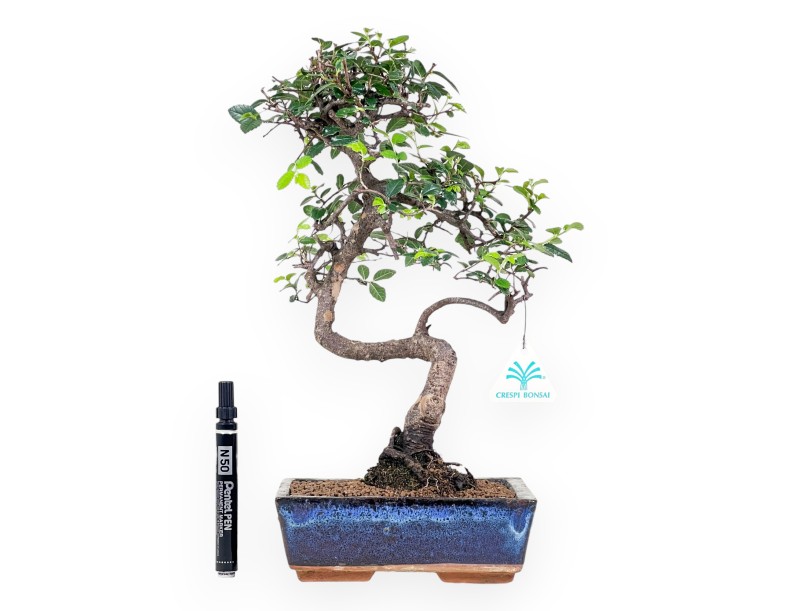 Bonsai of Zelkova nire of 38 cm | Rectangular blue pot