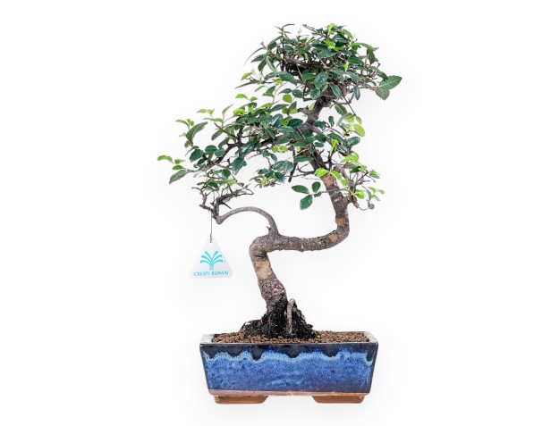 Bonsai of Zelkova nire of 38 cm | Rectangular blue pot
