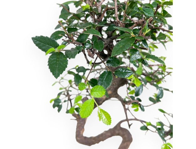 Bonsai of Zelkova nire of 38 cm | Rectangular blue pot 2