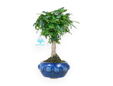 Bonsái de Ligustrum de 28 cm | Maceta redondo azul