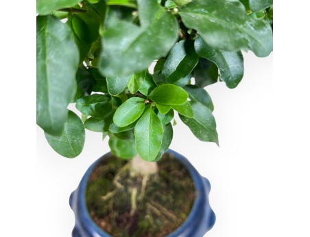 Bonsái de Ligustrum de 28 cm | Maceta redondo azul