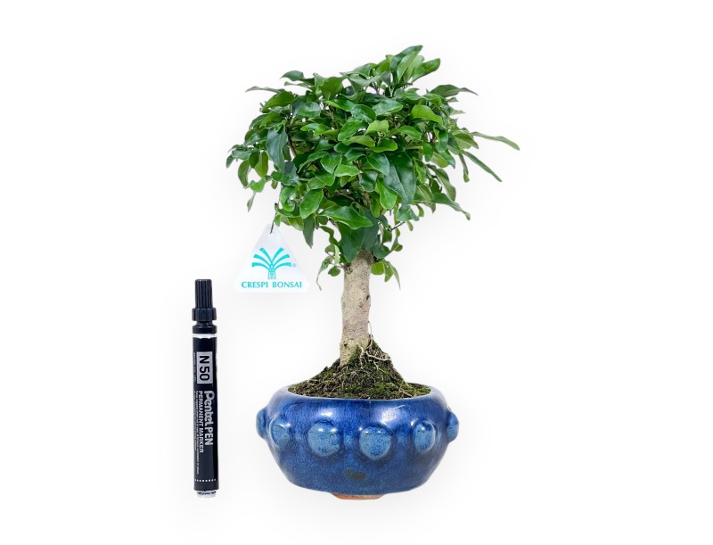 Bonsái de Ligustrum de 28 cm | Maceta redondo azul