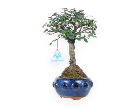 Bonsaï de Zelkova nire de 28 cm | Pot rond bleu