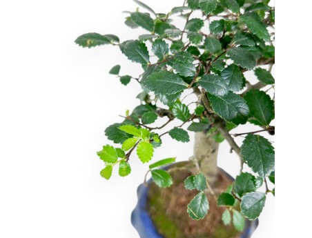 Bonsai van Zelkova nire van 28 cm | Rond blauw pot