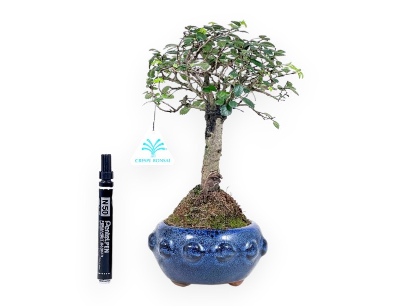 Bonsai von Zelkova nire von 28 cm | Rund blau Topf