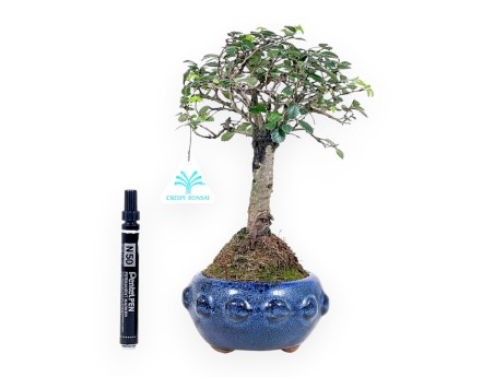 Bonsai van Zelkova nire van 28 cm | Rond blauw pot