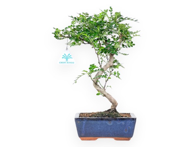 Bonsaï de poivrier de 34 cm | Pot rectangulaire bleu