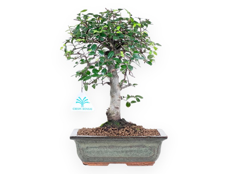 Bonsaï de Zelkova nire de 31 cm | Pot rectangulaire vert