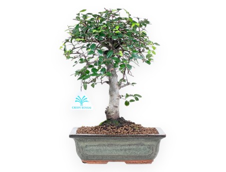 Bonsaï de Zelkova nire de 31 cm | Pot rectangulaire vert