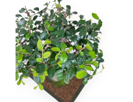 Bonsai van Zelkova nire van 31 cm | Rechthoekig groen pot