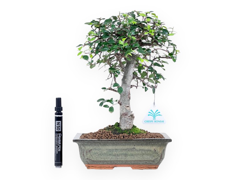 Bonsai van Zelkova nire van 31 cm | Rechthoekig groen pot