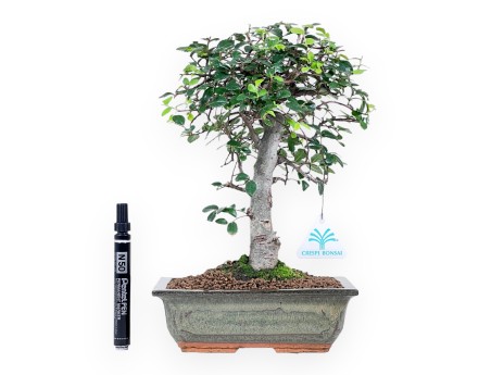 Bonsai van Zelkova nire van 31 cm | Rechthoekig groen pot