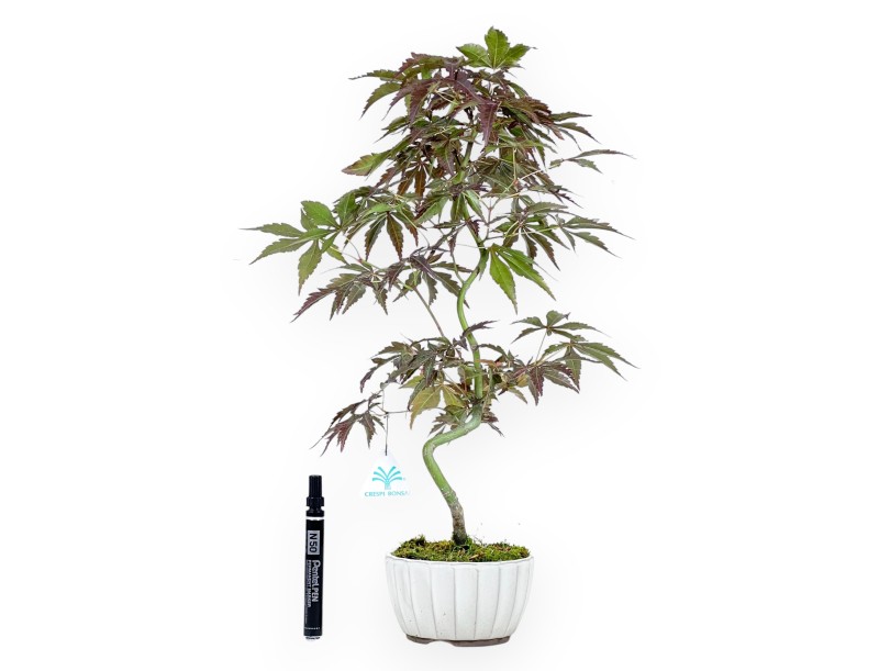 Bonsai of Maple 50 cm | Round cream pot