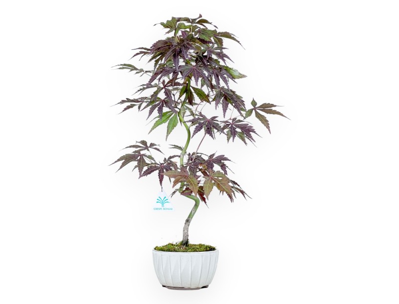 Bonsái de arce de 50 cm | Maceta redondo crema