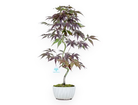 Ahorn Bonsai von 50 cm | Rund creme Topf